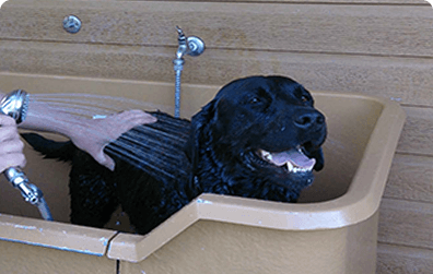 Dog Shower