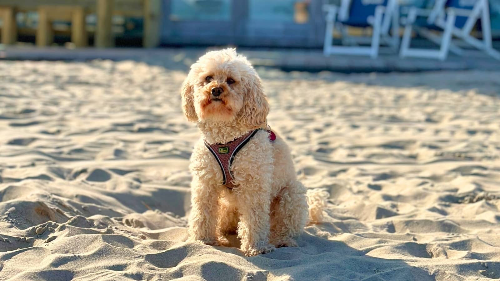 Taking the dog to the beach